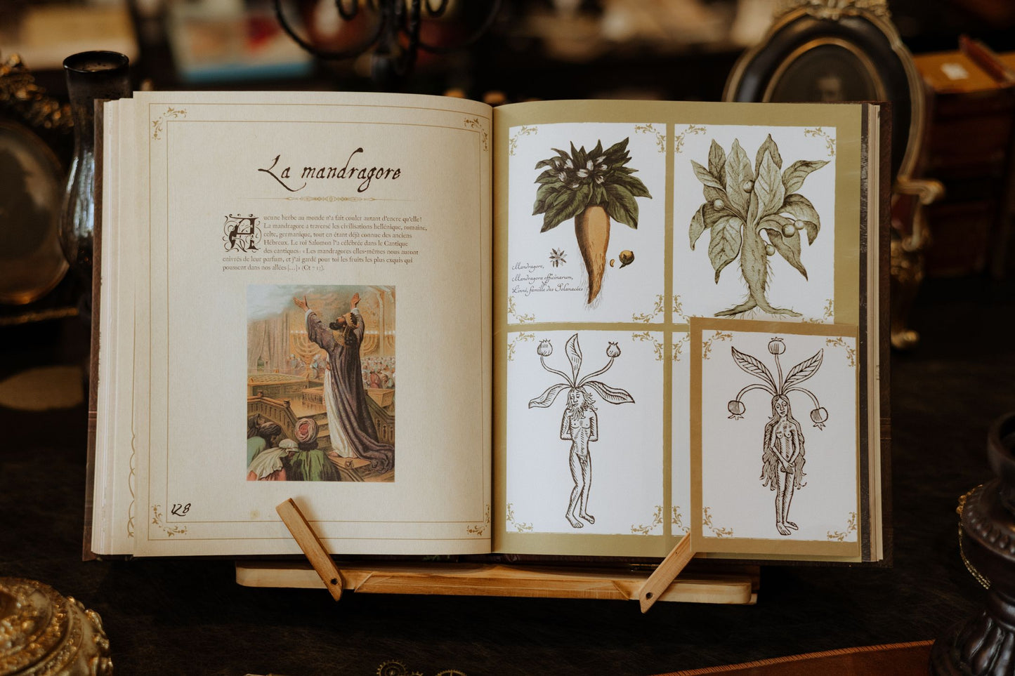 Grimoire des Plantes de Sorcière